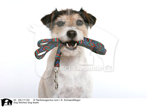 dog fetches dog leash / SS-11124