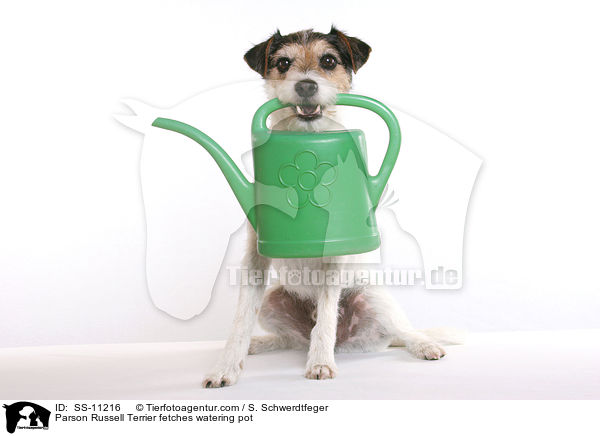 Parson Russell Terrier fetches watering pot / SS-11216