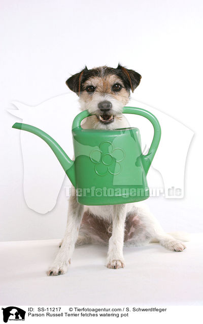 Parson Russell Terrier fetches watering pot / SS-11217