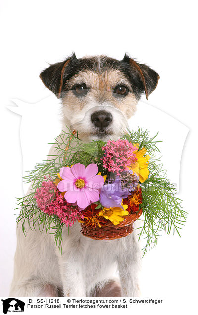 Parson Russell Terrier fetches flower basket / SS-11218