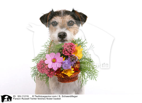 Parson Russell Terrier fetches flower basket / SS-11219
