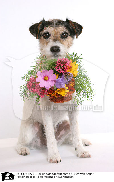 Parson Russell Terrier fetches flower basket / SS-11221