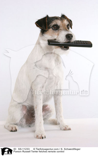 Parson Russell Terrier fetches remote control / SS-11233