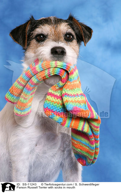 Parson Russell Terrier with socks in mouth / SS-11243