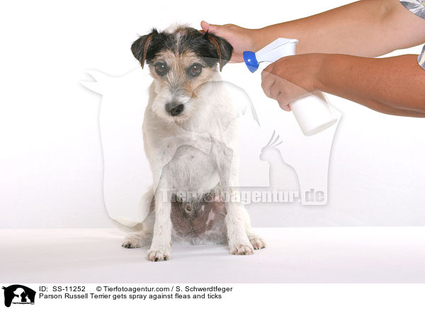 Parson Russell Terrier gets spray against fleas and ticks / SS-11252