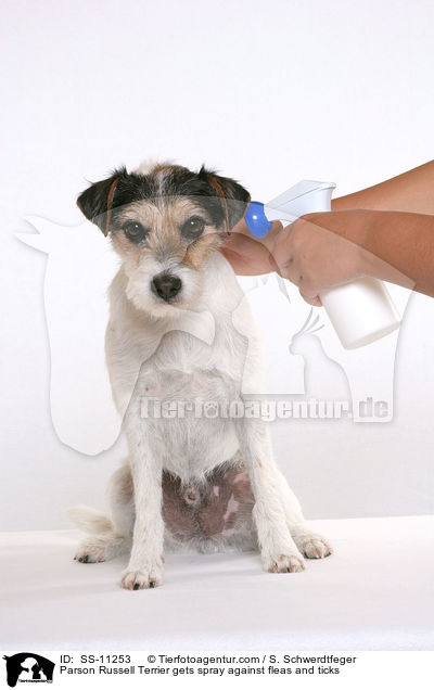 Parson Russell Terrier gets spray against fleas and ticks / SS-11253