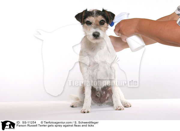 Parson Russell Terrier gets spray against fleas and ticks / SS-11254