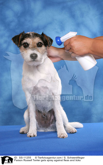 Parson Russell Terrier gets spray against fleas and ticks / SS-11255