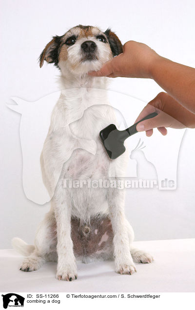 combing a dog / SS-11266