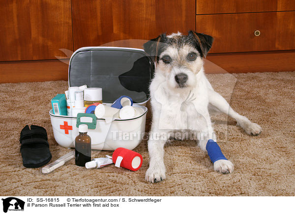 ill Parson Russell Terrier with first aid box / SS-16815