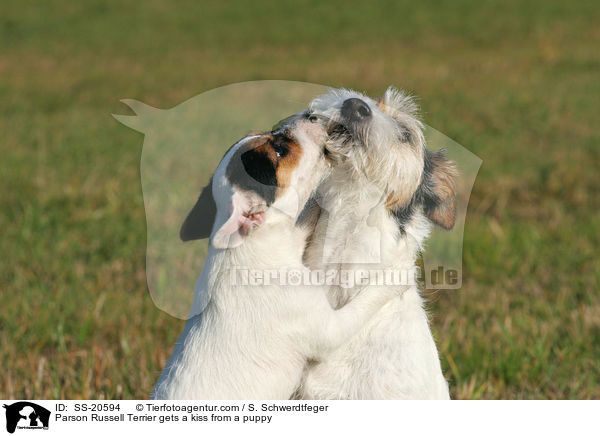 Parson Russell Terrier gets a kiss from a puppy / SS-20594