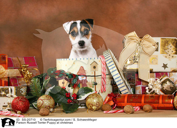 Parson Russell Terrier Puppy at christmas / SS-20710