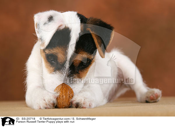 Parson Russell Terrier Puppy plays with nut / SS-20718