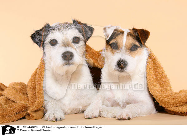2 Parson Russell Terrier / SS-44626