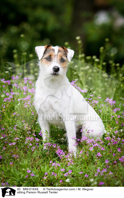 sitting Parson Russell Terrier / MW-01648