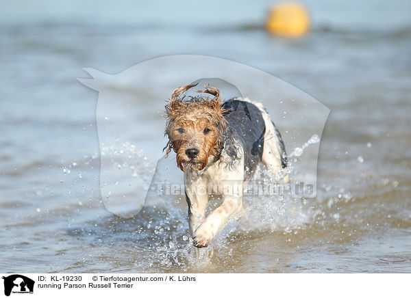 rennender Parson Russell Terrier / running Parson Russell Terrier / KL-19230