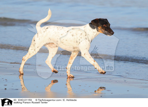 walking Parson Russell Terrier / EHO-01159