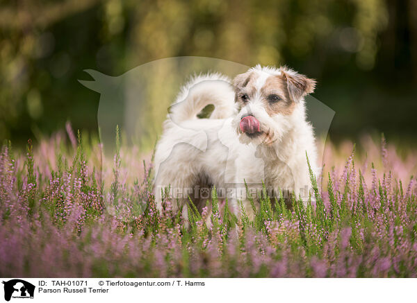 Parson Russell Terrier / TAH-01071