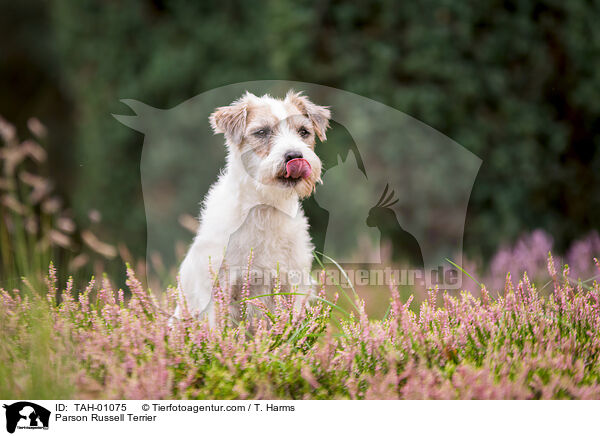 Parson Russell Terrier / TAH-01075