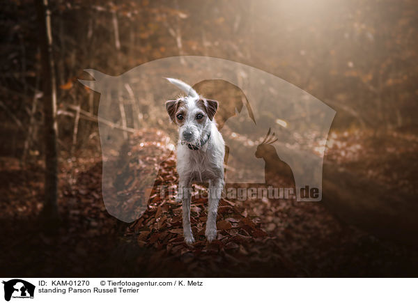 standing Parson Russell Terrier / KAM-01270