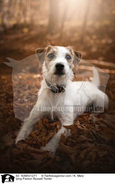 lying Parson Russell Terrier / KAM-01271