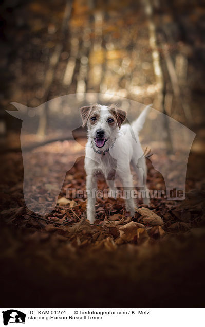 standing Parson Russell Terrier / KAM-01274