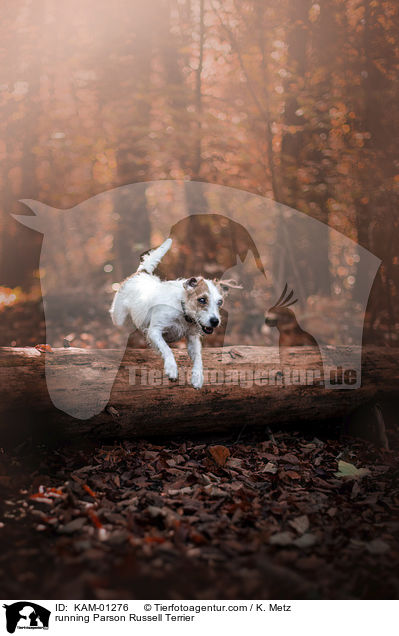 running Parson Russell Terrier / KAM-01276