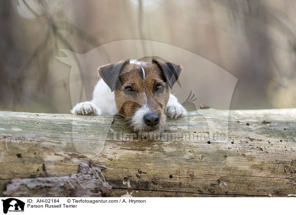 Parson Russell Terrier / AH-02184