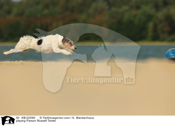playing Parson Russell Terrier / KB-02590