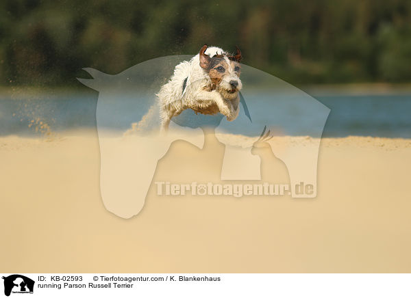 running Parson Russell Terrier / KB-02593