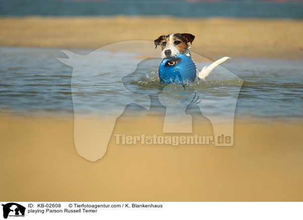 spielender Parson Russell Terrier / playing Parson Russell Terrier / KB-02608