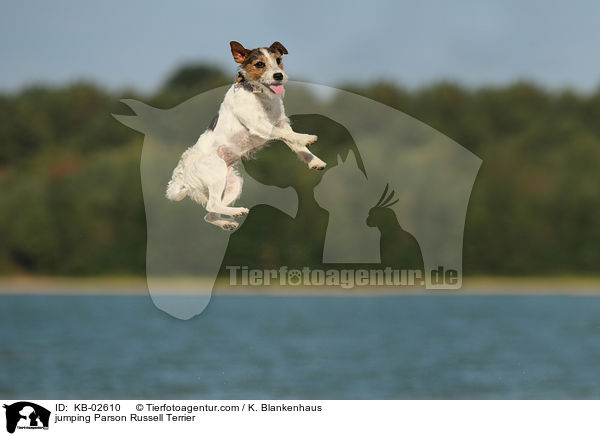 jumping Parson Russell Terrier / KB-02610
