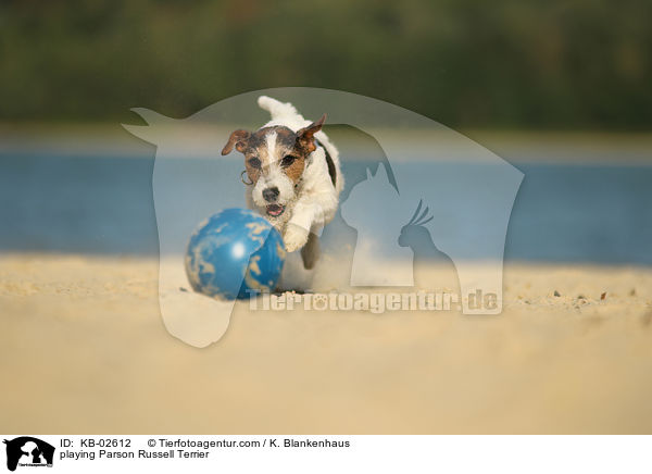 playing Parson Russell Terrier / KB-02612