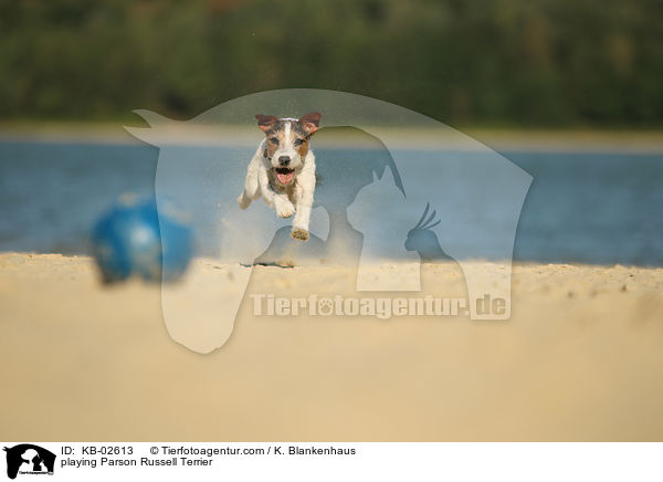 spielender Parson Russell Terrier / playing Parson Russell Terrier / KB-02613