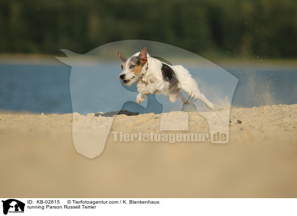 running Parson Russell Terrier / KB-02615