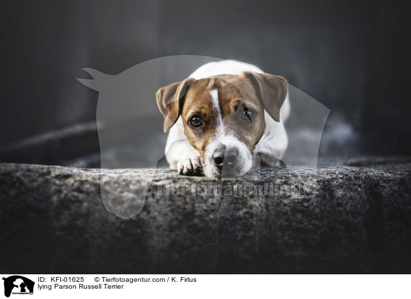 liegender Parson Russell Terrier / lying Parson Russell Terrier / KFI-01625