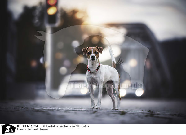 Parson Russell Terrier / Parson Russell Terrier / KFI-01634