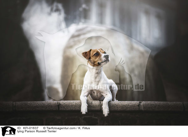 lying Parson Russell Terrier / KFI-01637