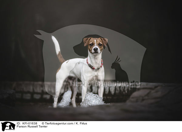 Parson Russell Terrier / Parson Russell Terrier / KFI-01638