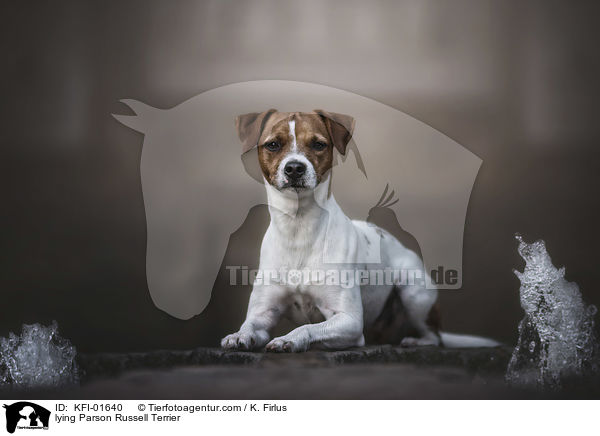 liegender Parson Russell Terrier / lying Parson Russell Terrier / KFI-01640