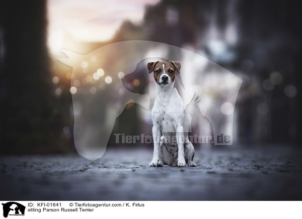 sitting Parson Russell Terrier / KFI-01641