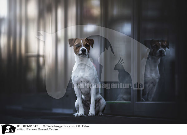 sitzender Parson Russell Terrier / sitting Parson Russell Terrier / KFI-01643
