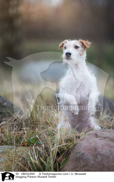 begging Parson Russell Terrier / UM-02260