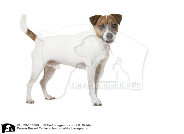 Parson Russell Terrier in front of white background / RR-103300