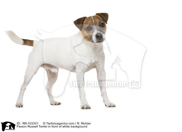 Parson Russell Terrier in front of white background / RR-103301