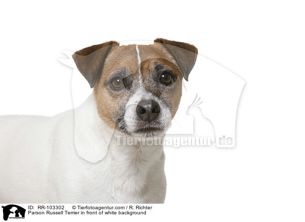 Parson Russell Terrier in front of white background / RR-103302