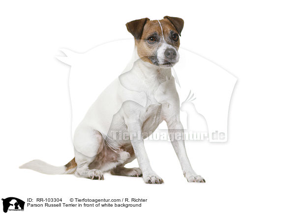 Parson Russell Terrier vor weiem Hintergrund / Parson Russell Terrier in front of white background / RR-103304