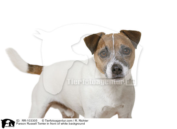 Parson Russell Terrier vor weiem Hintergrund / Parson Russell Terrier in front of white background / RR-103305