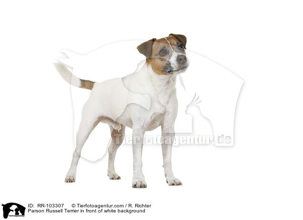 Parson Russell Terrier in front of white background / RR-103307