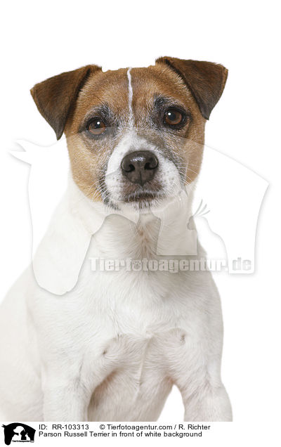 Parson Russell Terrier in front of white background / RR-103313